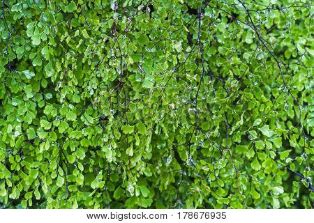 Close up green fern background with water drop