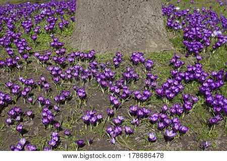 purple crocusses aroud trunk of oak tree on sunny day in spring