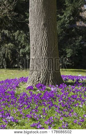 purple crocusses aroud trunk of oak tree on sunny day in spring