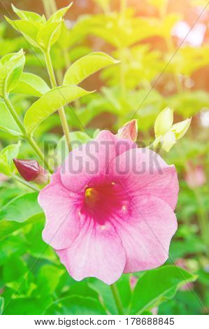 purple allamanda, Allamanda cathartica , golden trumpet, common trumpet vine