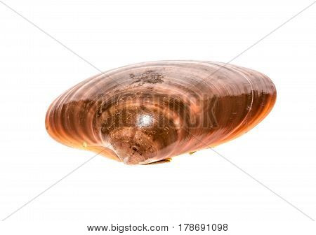Fresh Smooth Clam - Fasolara - Callista Chione Shell Isolated.