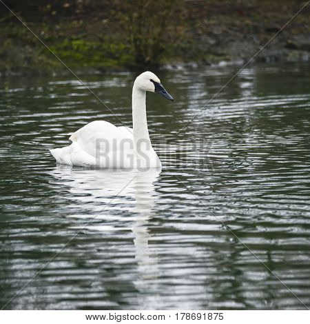 Eautiful Portrait Of Trumpeter Swan Cygnus Buccinator On Water In Spring