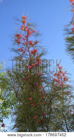 Flowering Grevillea Shrub