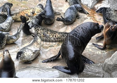 Seals - pinnipeds sea animals. Aquatic mammals seal lives mainly in the Northern and Arctic oceans.