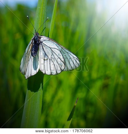 Spring nature butterfly on green grass after rain