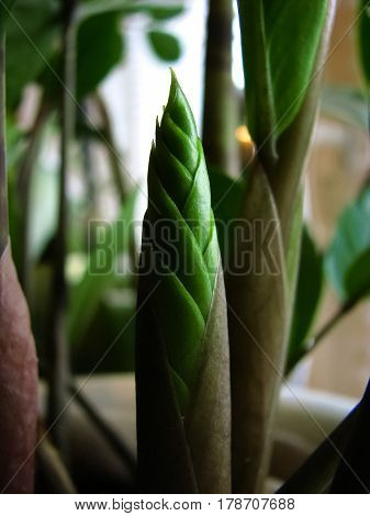 Home Plant Zamioculcas green fresh sprout growing