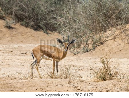 Dorcas gazelle (Gazella dorcas) inhabits nature desert reserve near Eilat, Israel
Expanding human civilization in the Middle East is a major threat to populations of this species