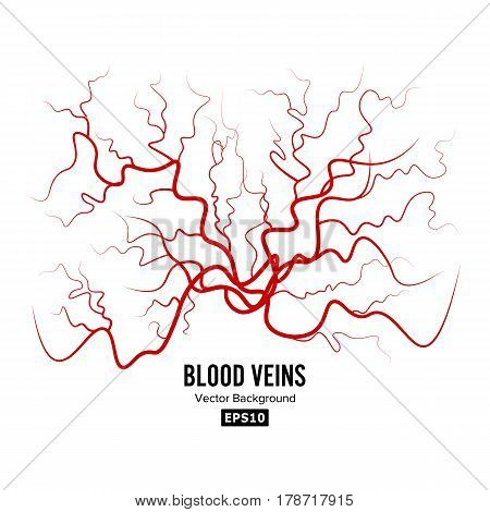 Human Blood Veins Vector. Red Blood Vessels Design. Illustration Isolated On White