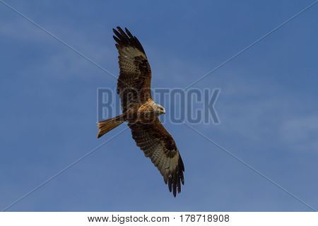 Red Kite (milvus Milvus) Soaring In Blue Sky