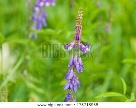 Blooming Fodder or Eastern Galega Galega Orientalis in wild close-up selective focus shallow DOF.