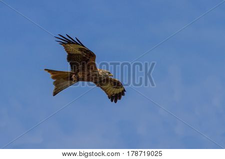 Red Kite (milvus Milvus) Soaring In Blue Sky