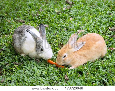 Two small rabbits in the grass sharing a piece of carrot.