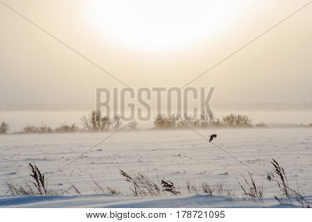 A black bird flying in winter mysterious snowy windy blizzard landscap