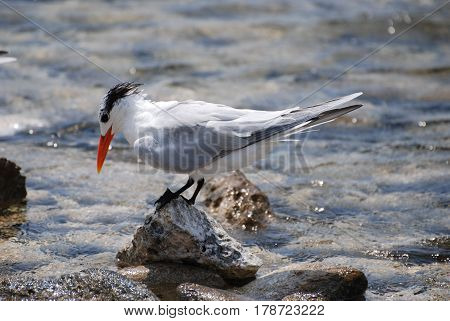 Royal tern bird with an orange beak balanced on a rock.
