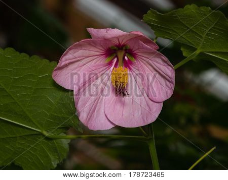Pink flower of abutilon hybrid close-up selective focus. shallow DOF.