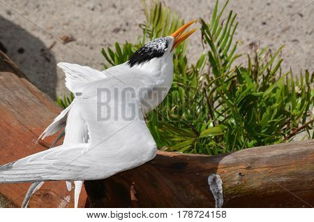 Royal tern squawking while standing on a fallen log.