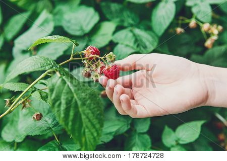 Child's hand gather raspberries on a bush. Closeup of raspberry cane. Summer garden in village. Growing berries harvest at farm