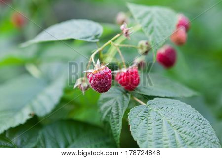 Raspberries closeup on a bush. Fresh organic berries with green leaves on raspberry cane. Summer garden in village. Growing harvest at farm