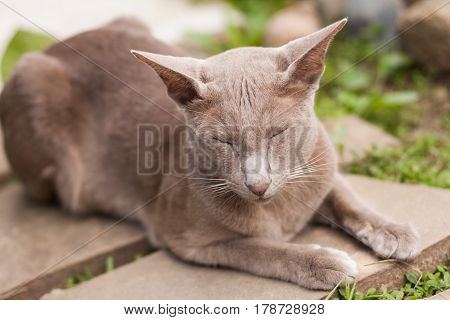 Sleeping Cat On Concrete Tile In Summer Garden Outdoors.
