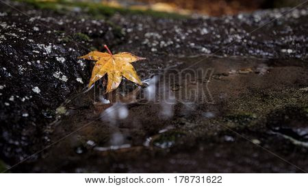 A beautiful autumn background with falling leaf