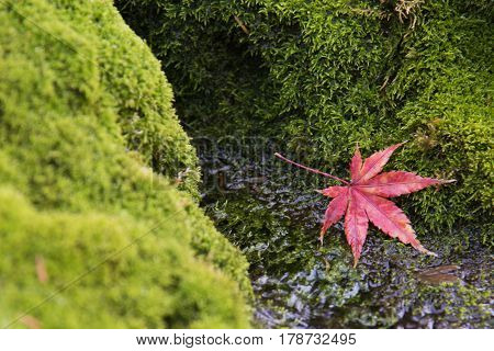 Red maple leaf fallling on the green moss background