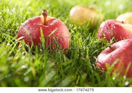 Apple und Tau