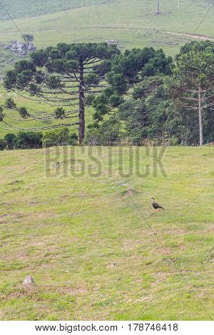 Carcara In A Field