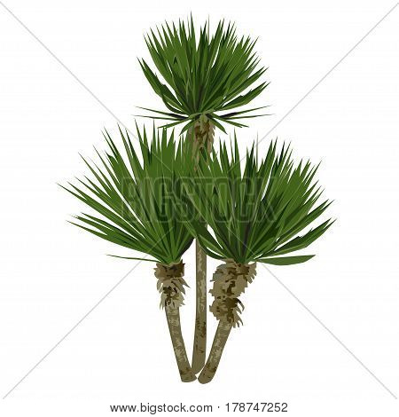 Large plant of a yucca (Yucca filamentosa) with three stalks