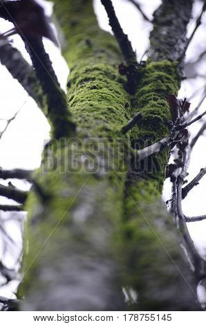 Slim tree trunk with green mold surface due to the rain. Flowerless and a lot of branches in a cloudy day.