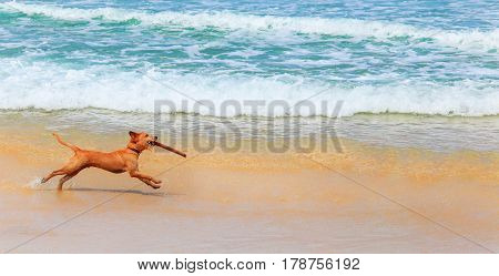 Exercises with the stick. Cheerful brown dog running with a stick in his teeth by the ocean. The dog does the command Aport on the beach.