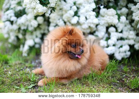 Beautiful dog. Pomeranian dog near blossoming white bush. Pomeranian dog in a park. Adorable dog. Happy dog