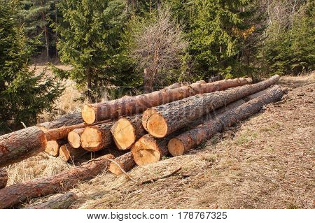Timber harvesting in the forest. A pile of felled pine trees. Timber industry