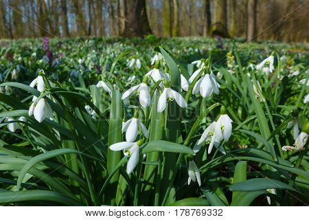 Spring wild snowdrop flowers Galanthus nivalis blooming in the forest near Dobrin in a sunny day. Czech Republic.