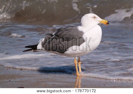 A Yellow-footed Gull, Larus livens on a beach on the Sea Of Cortez in Mexico