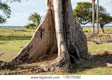 Trunk of a Ceiba Tree in the Amazon Region of Brazil