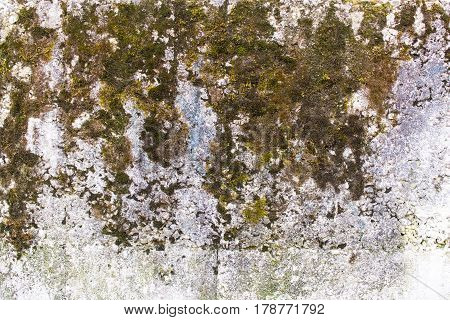 Fragment of a concrete wall with moss growing on it.