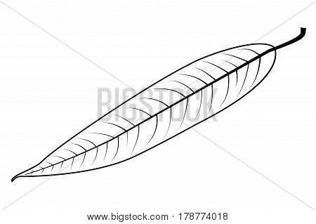 Willow - leaf vector illustration , willow leaf,