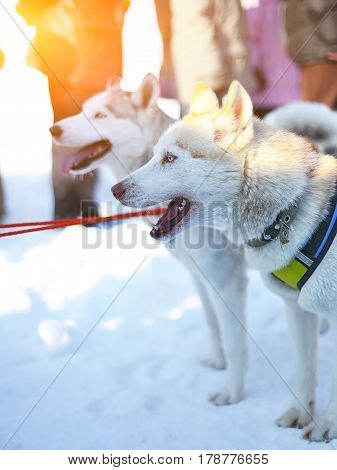 Sledding with husky dogs in Lapland Finland. Husky dog sledge