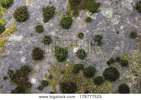 Green moss growing on the gray stone