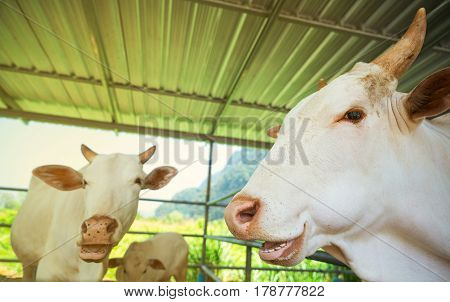 Three white cows in a pen under a roof. Mama is a cow calf and bull.