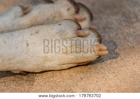 Foot and nail dog on concreate floor