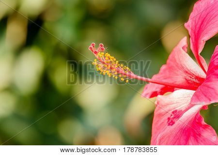 closeup carpel of a beautiful flower in garden.