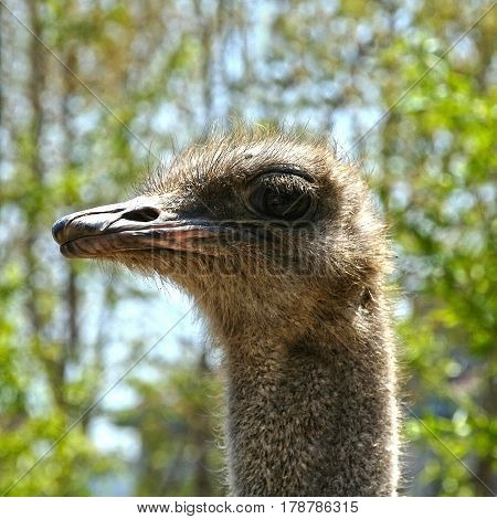 Head of the African ostrich close. Exotic birds - the largest in the world. Flightless bird without wings