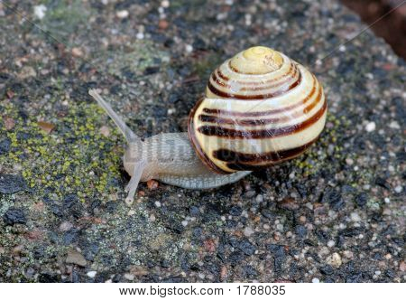 Haven snegl