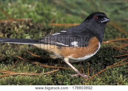 A male Eastern Towhee, Pipilo erythrophthalmus on the woodland floor
