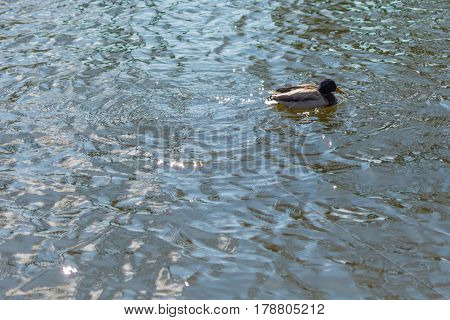 Duck On Pond.