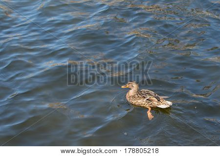 Duck On Pond.