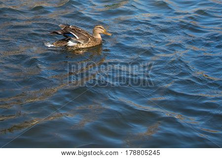 Duck On Pond.