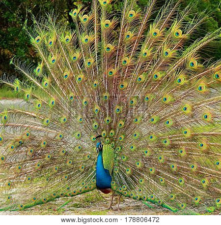 Peacock. The image was taken in Florida National Park