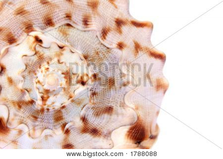 Conchas